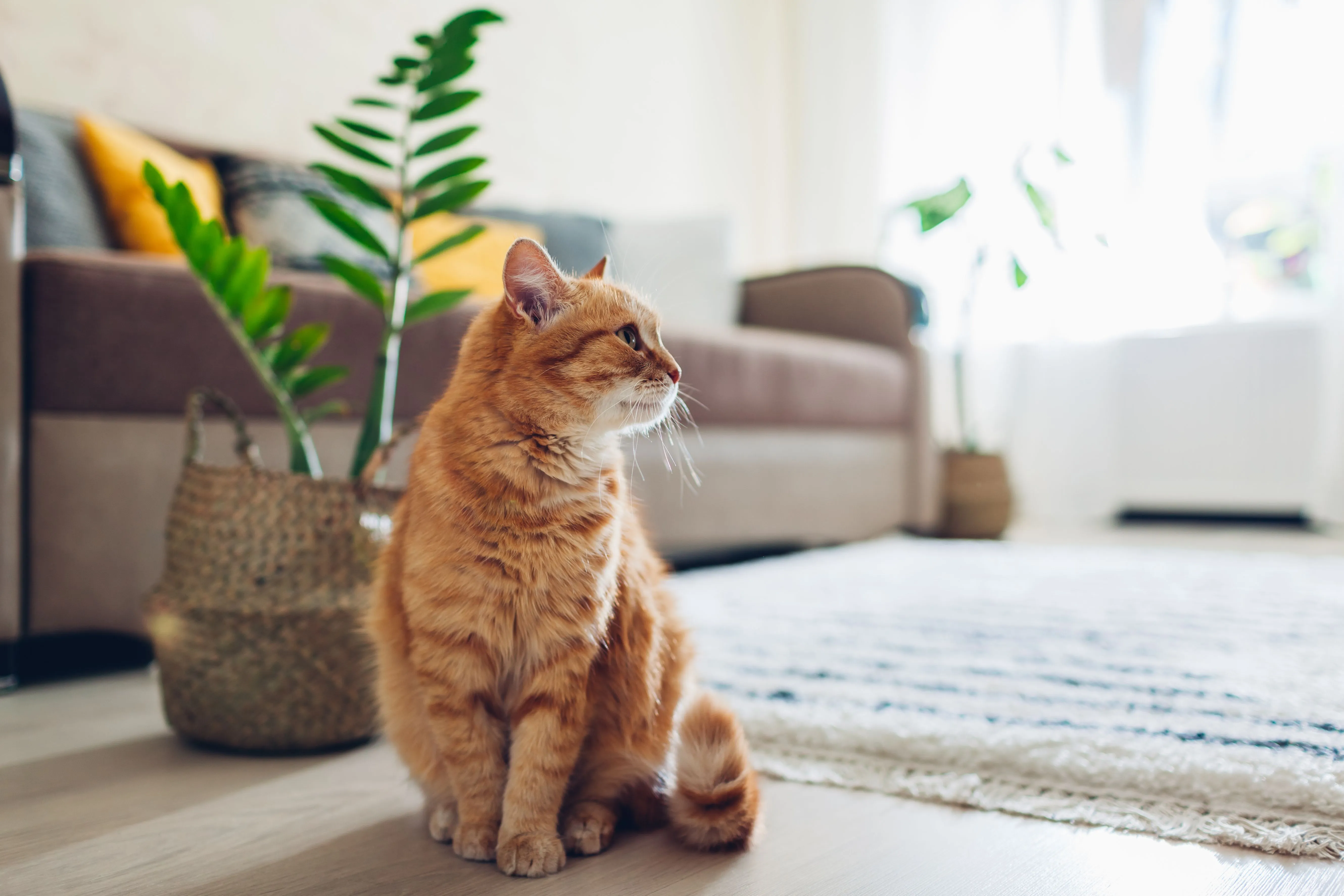 Cat Picture