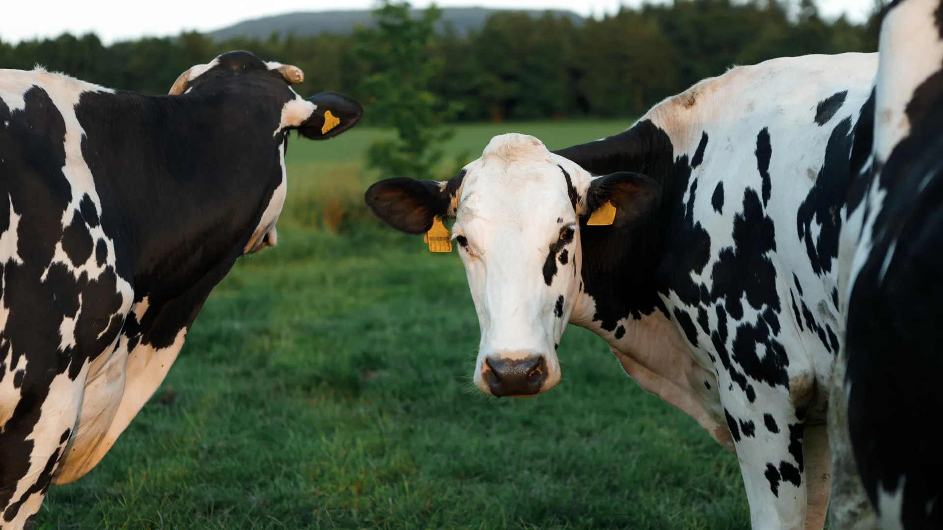 Scientists have finally solved the mystery of why H5N1 bird flu behaved so differently when it jumped into U.S. dairy cattle. Credit: Shutterstock