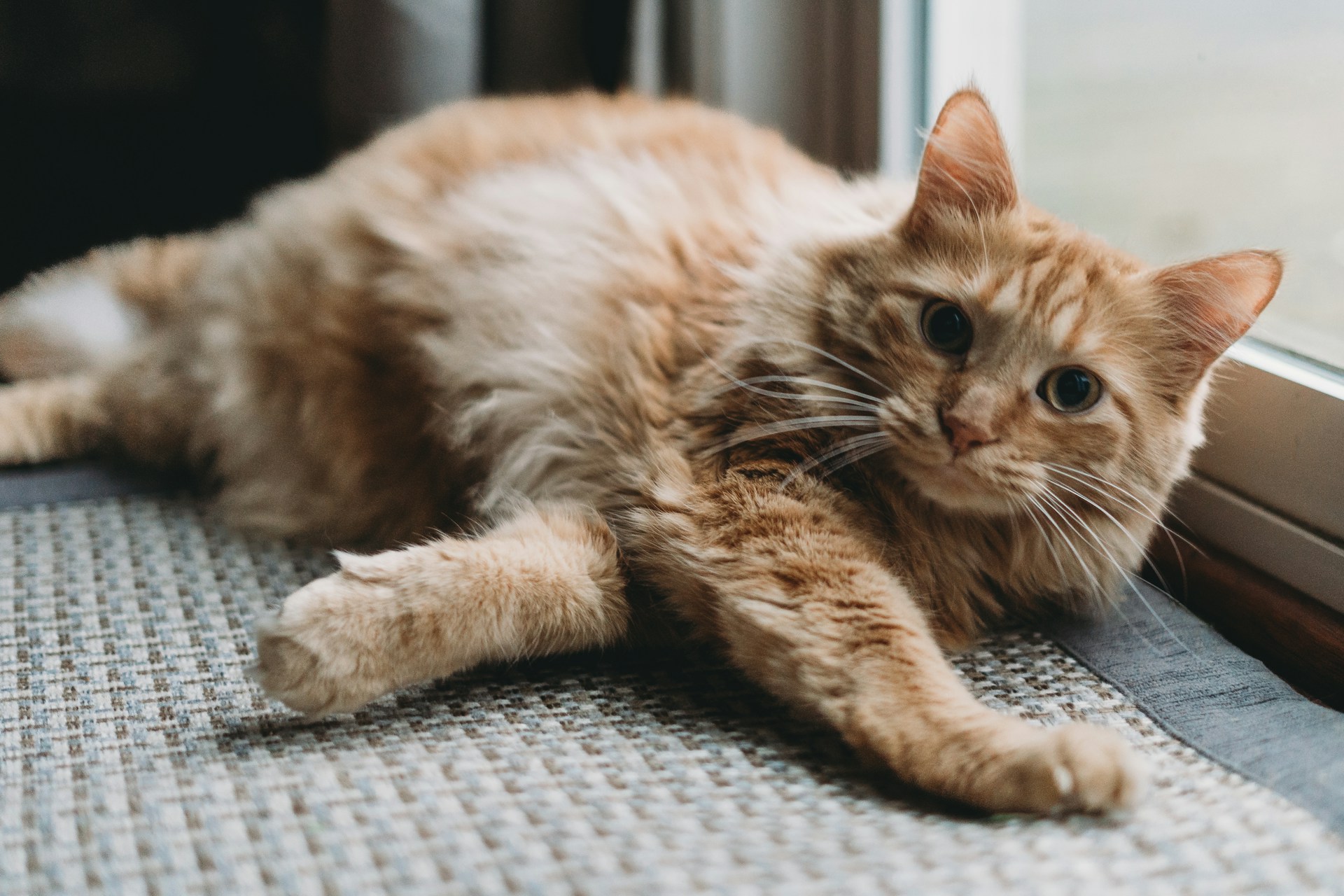 House Cat